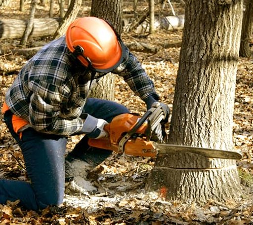 Tree Removal in Raymond, NH